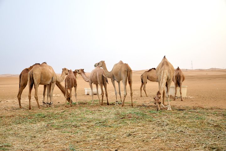 Al Ain Desert Safari with Buffet Dinner