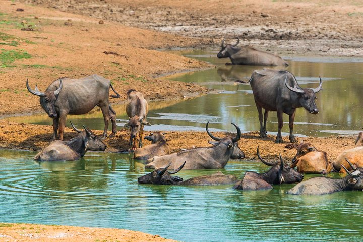 Yala Safari Private Day Trip with Return Transport -All Inclusive