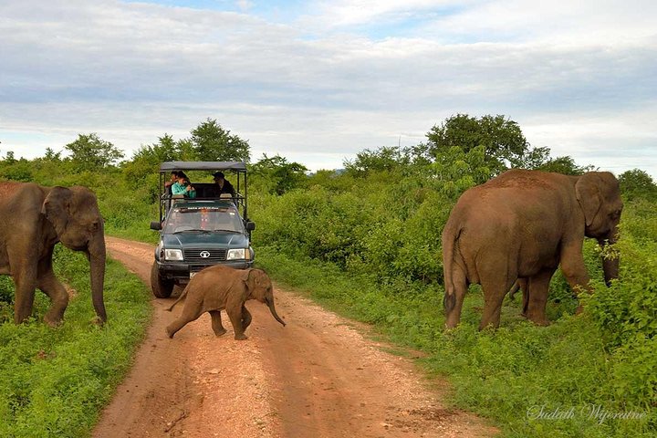GO WILD! Double Safari Day Trip (Yala & Udawalawe) - Private & All Inclusive