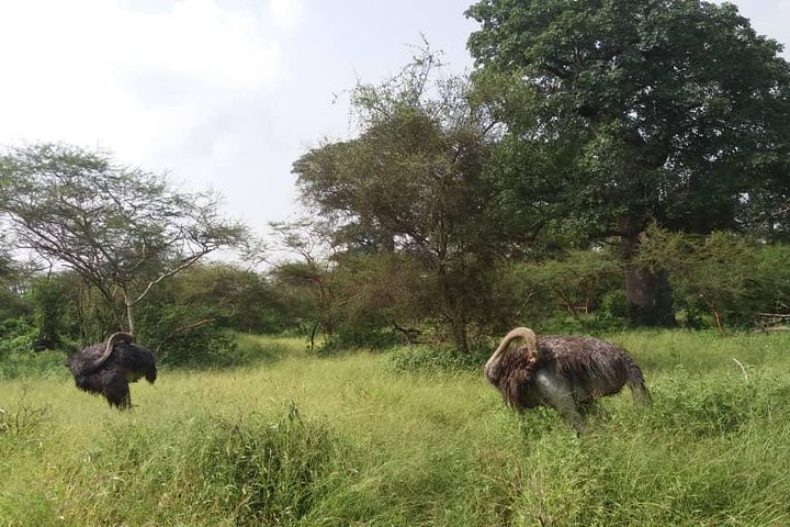 Sensafari Yo private driver tour guide in Senegal- Bandia reserve