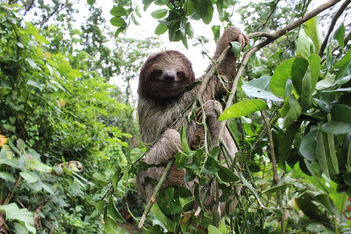 Tropical Rainforest, Hanging Bridges And Jungle Sloths Sanctuary