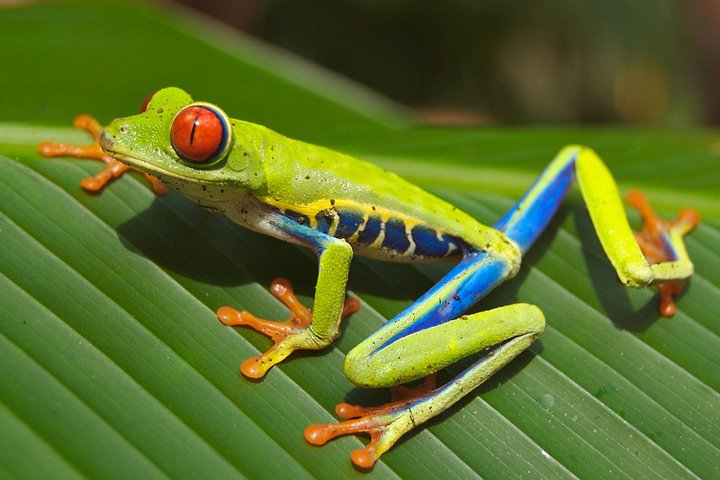 Tropical Rainforest, Hanging Bridges And Jungle Sloths Sanctuary