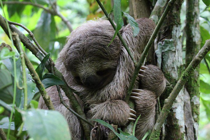 Tropical Rainforest, Hanging Bridges And Jungle Sloths Sanctuary
