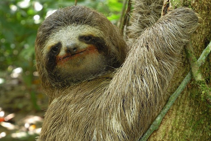 Tropical Rainforest, Hanging Bridges And Jungle Sloths Sanctuary