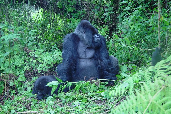 1 Day Gorilla trekking