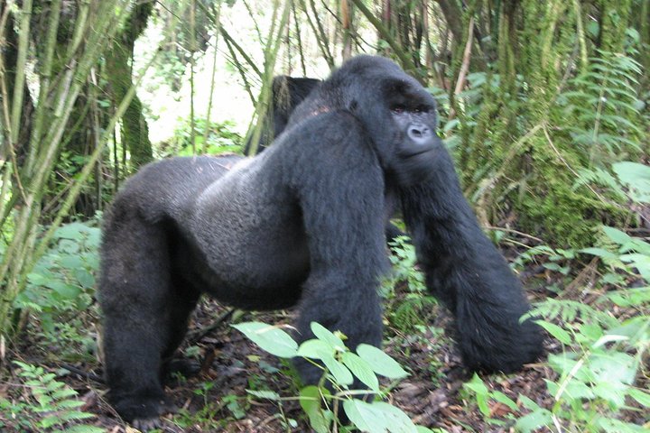 1 Day Gorilla trekking