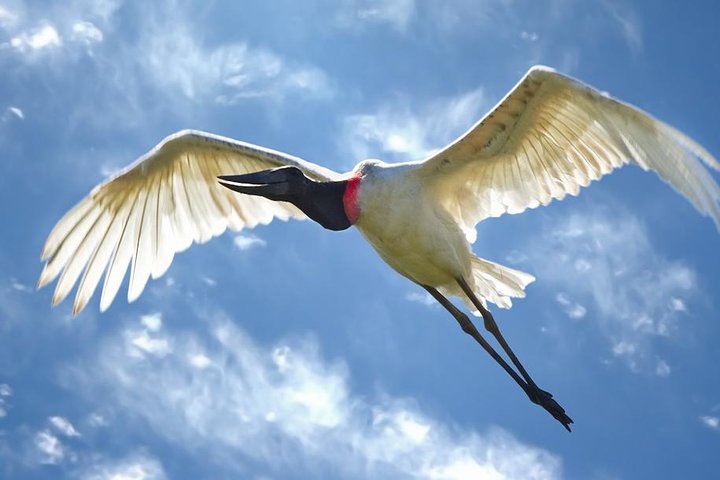 Safari Palo verde river cruise, sugarcane liquor & cultural tour