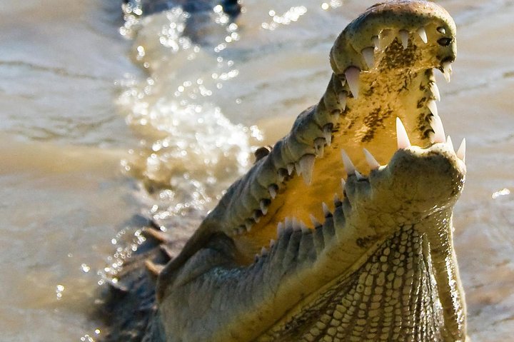 Safari Palo verde river cruise, sugarcane liquor & cultural tour