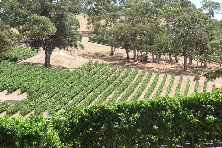 Private Wine Tour Amador County Wine Tasting Tours