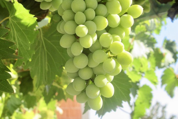 Private Wine Tour Amador County Wine Tasting Tours