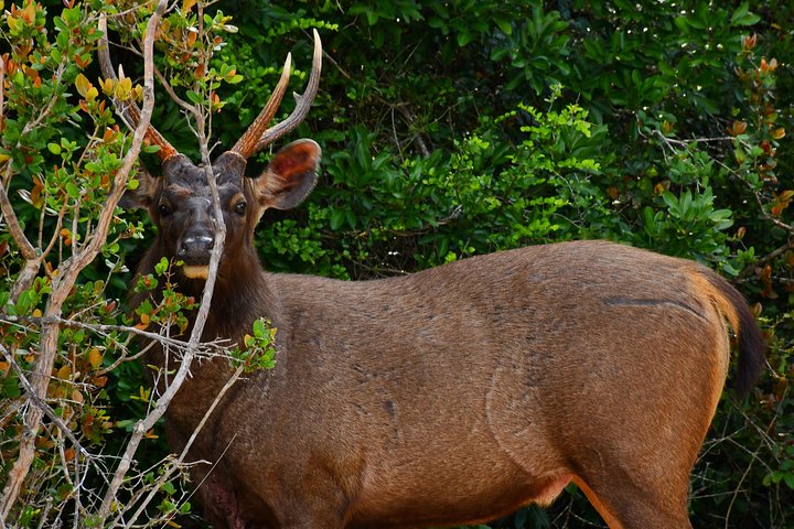 Guided Wilpattu Half Day Safari | Leopards, Bears & More