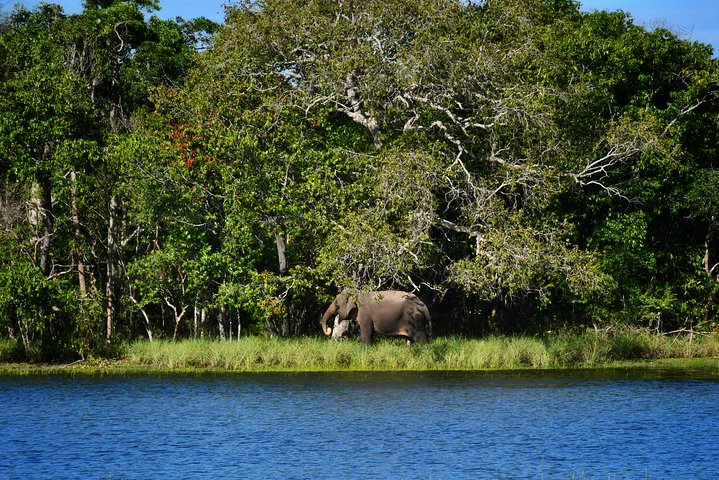 Guided Wilpattu Half Day Safari | Leopards, Bears & More
