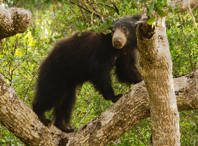 Guided Wilpattu Half Day Safari | Leopards, Bears & More
