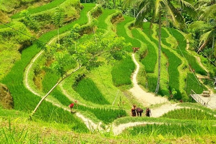 Ubud: Monkey Forest, Jungle Swing, Rice Terrace and Water Temple