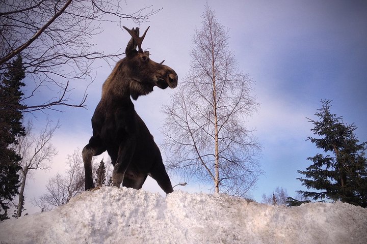 PRISTINE - Wilderness, Wildlife, Glacier Experience in Anchorage