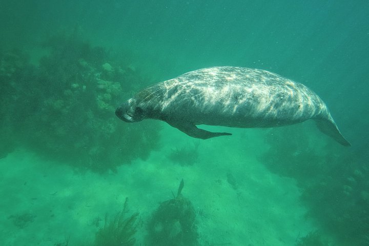 Hol Chan Full-Day Bucket List Snorkeling and Marine Life Tour
