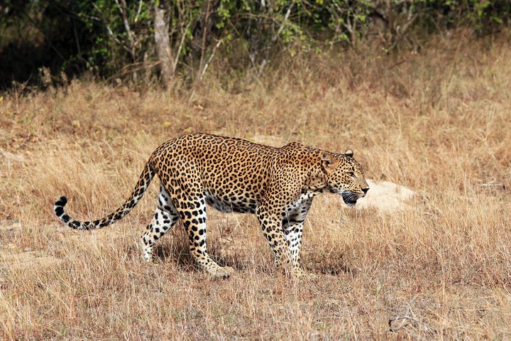 Leopard Safari Tour in Yala National Park