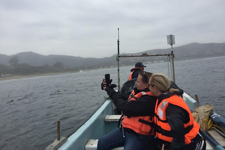 Private boat trip to see penguins from Valparaíso Cachagua Island