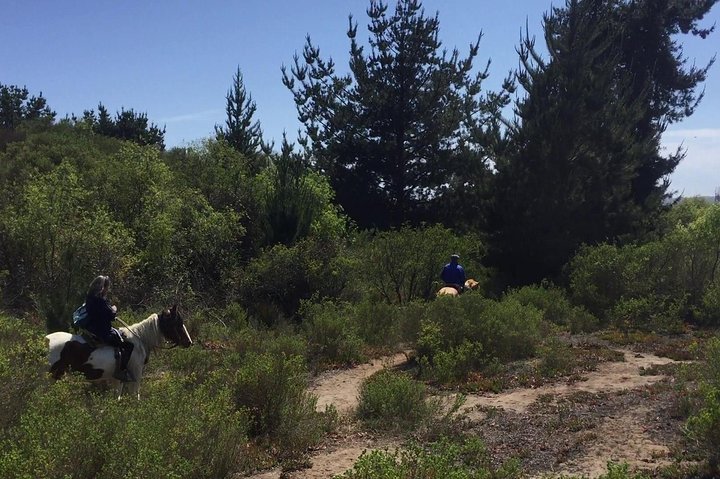 Horseback Riding & BBQ Ritoque Beach & Sand Dunes From VALPARAISO