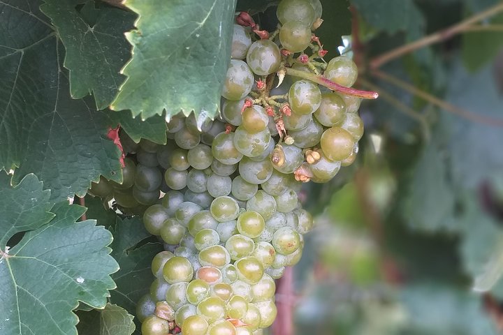Full day Private Prosecco Tour, with certified Sommelier