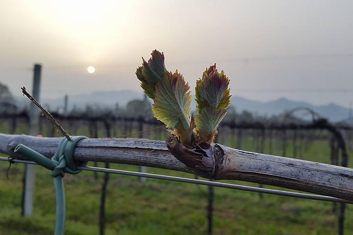 Full day Private Prosecco Tour, with certified Sommelier
