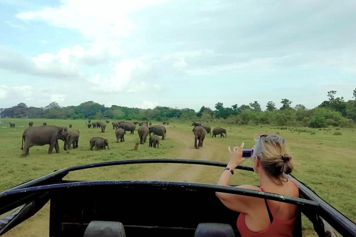 Private Jeep Safari at Minneriya National Park