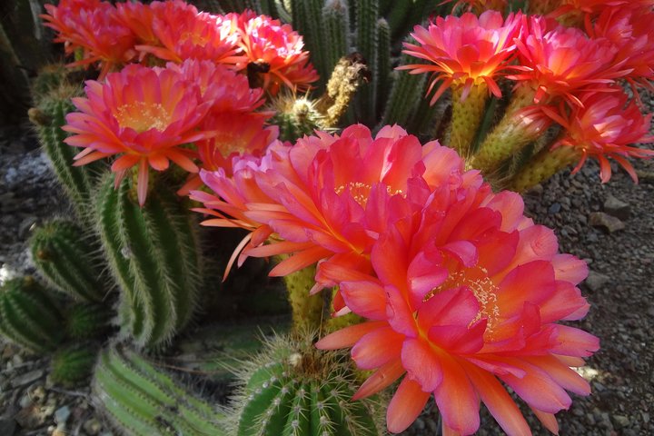 Ruth Bancroft Garden General Admission Ticket