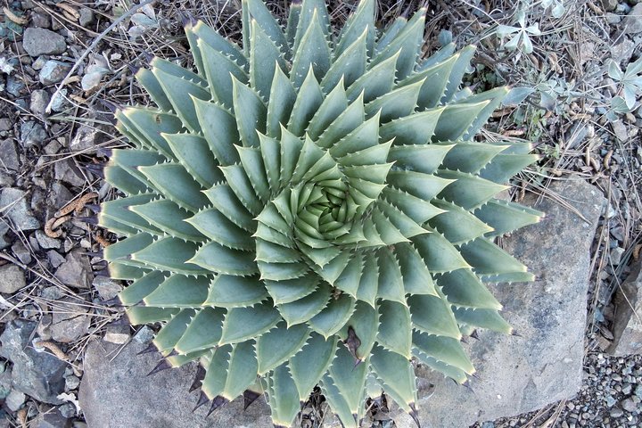 Ruth Bancroft Garden General Admission Ticket