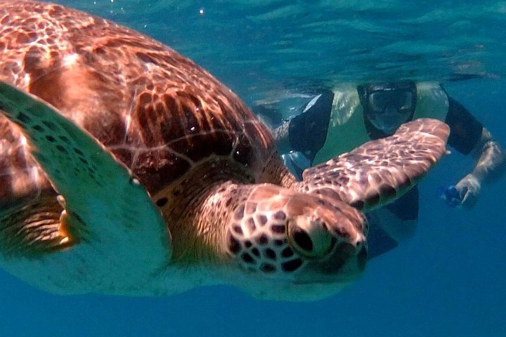 Turtle Cove Catamaran Snorkel and Sail at Little Buck Island STT