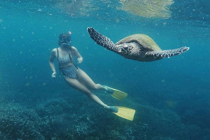 Snorkeling with Whales in Mirissa