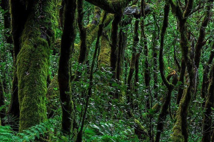 La Gomera Island Day Trip from Tenerife: Lunch and Wine Included