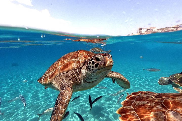 Unforgettable Sea Turtle Swim & Grote Knip Beach Escape