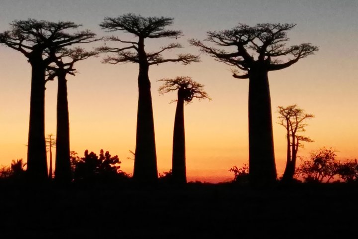 Tsingy of Bemaraha and Morondava in detail