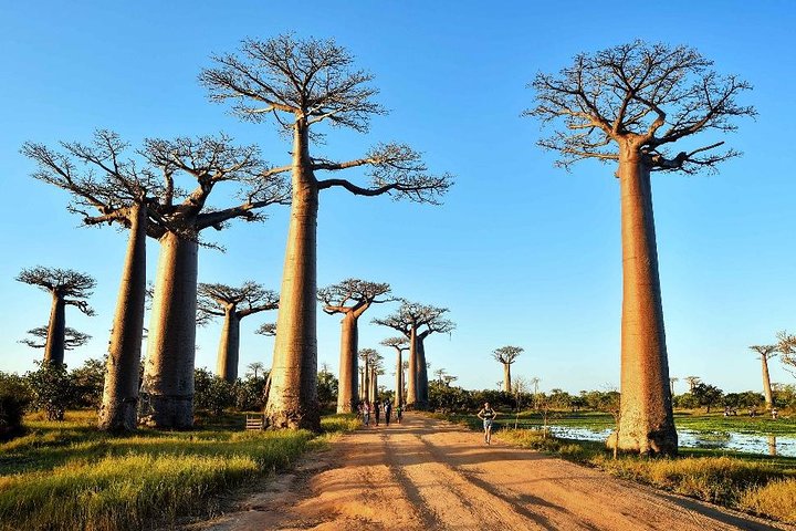 Tsingy of Bemaraha and Morondava in detail