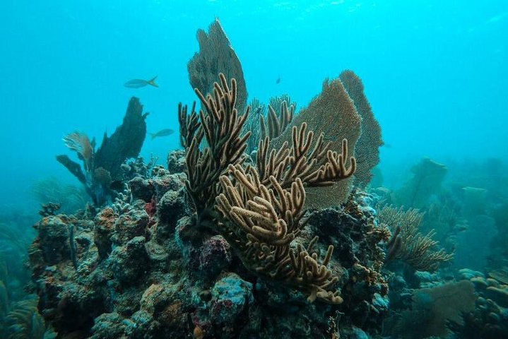 All Inclusive Beach and Snorkel Boat Tour to Icacos Island