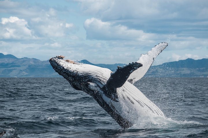 Whale Watching in Kaikoura by Boat