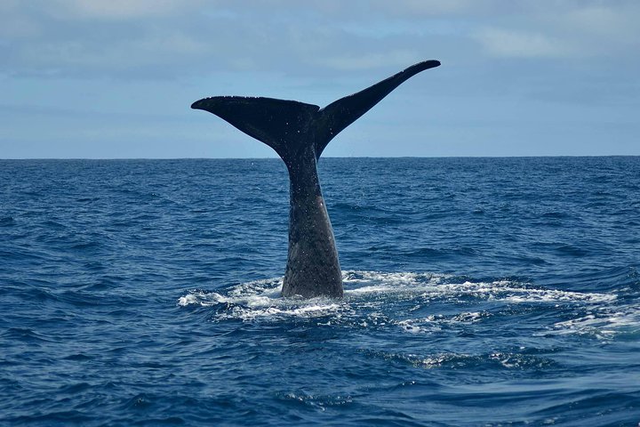 Whale Watching in Kaikoura by Boat