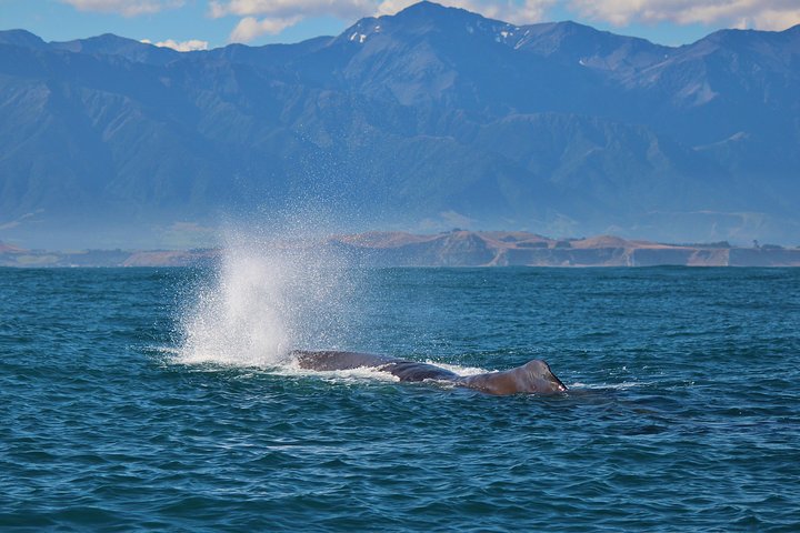 Whale Watching in Kaikoura by Boat