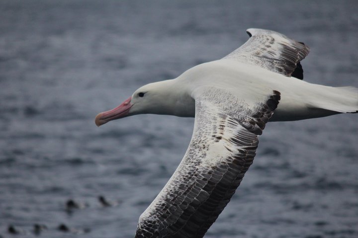 Whale Watching in Kaikoura by Boat