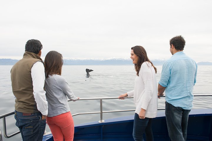 Whale Watching in Kaikoura by Boat