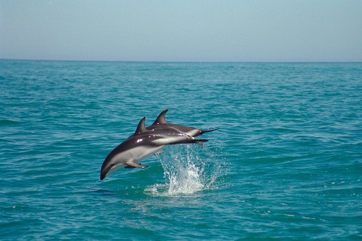 Whale Watching in Kaikoura by Boat