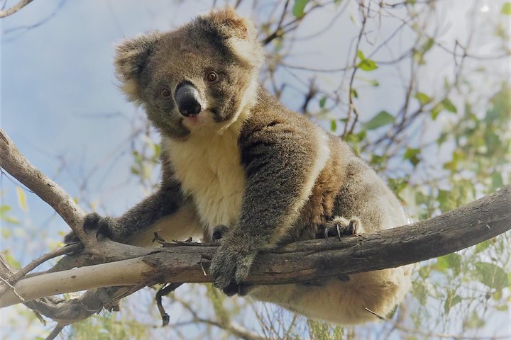 Kangaroo Island Small‑Group Scenic & Wildlife Day Tour