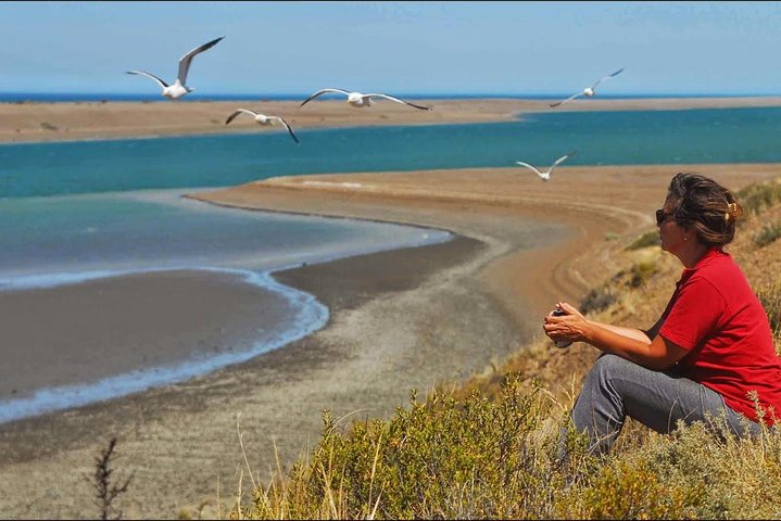 Full Day Peninsula Valdes Experience - optional Whale Watching