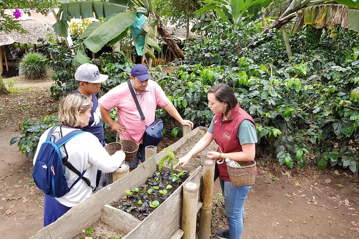 Full-Day Private Coffee Tour in Cocora Valley and Salento