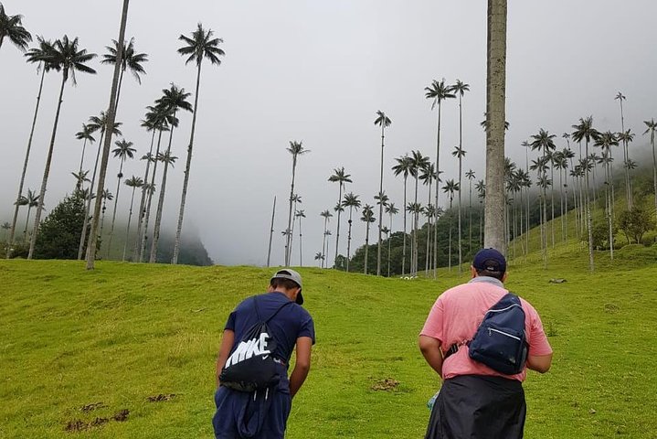 Full-Day Private Coffee Tour in Cocora Valley and Salento