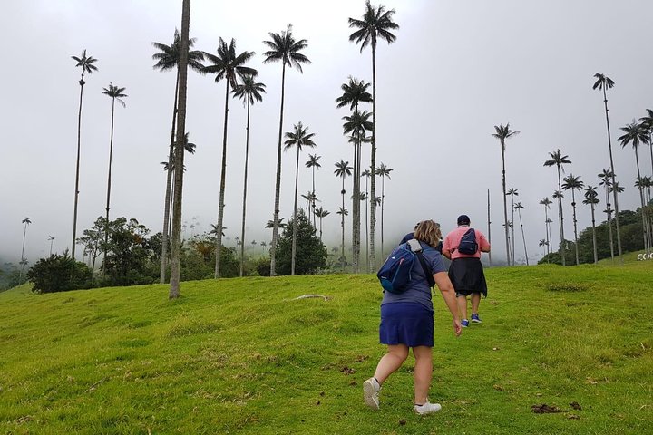 Full-Day Private Coffee Tour in Cocora Valley and Salento