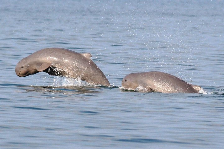 Shared Mangrove & Irrawaddy Dolphin Watching Cruise