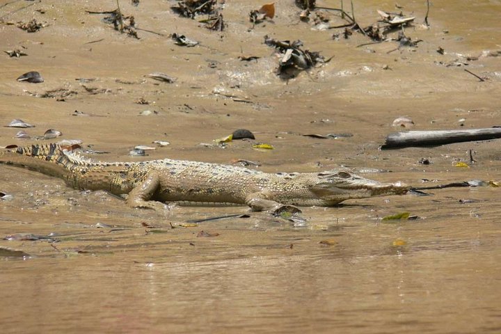 Shared Mangrove & Irrawaddy Dolphin Watching Cruise