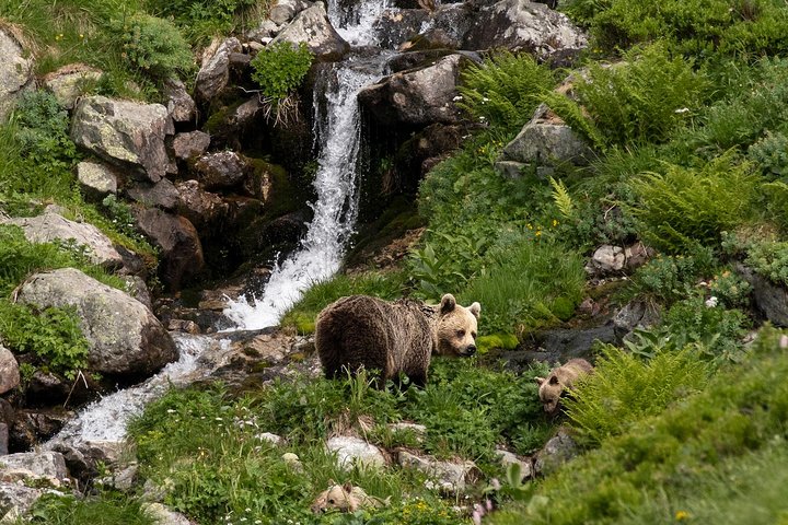 Bearwatching Hiking Day Tour in High Tatras from Poprad