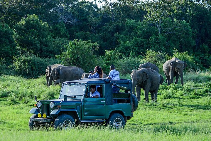 Udawalawe Safari Day Trip from South Region & Transfer to Ella